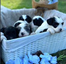 Load image into Gallery viewer, OTTIE - Female Toy Cavoodle - Ready 6th July