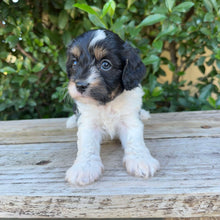 Load image into Gallery viewer, OLLIE - Male Toy Cavoodle - Ready 20th May