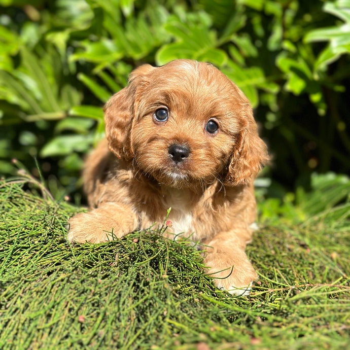 OLLIE - Male Toy Cavoodle - Ready 1st March