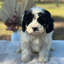 Load image into Gallery viewer, OLLIE - Male Toy Cavoodle - Ready 6th July