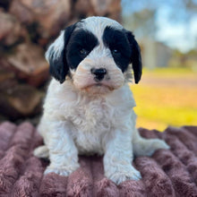 Load image into Gallery viewer, OLLIE - Male Toy Cavoodle - Ready 6th July