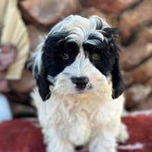 Load image into Gallery viewer, OLLIE - Male Toy Cavoodle - Ready 6th July