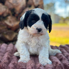Load image into Gallery viewer, OLLIE - Male Toy Cavoodle - Ready 6th July