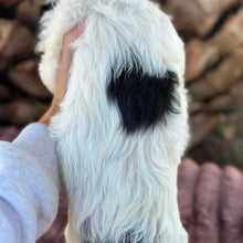 Load image into Gallery viewer, OLLIE - Male Toy Cavoodle - Ready 6th July