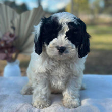 Load image into Gallery viewer, OLLIE - Male Toy Cavoodle - Ready 6th July