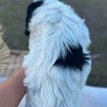 Load image into Gallery viewer, OLLIE - Male Toy Cavoodle - Ready 6th July