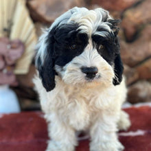 Load image into Gallery viewer, OLLIE - Male Toy Cavoodle - Ready 6th July
