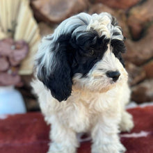 Load image into Gallery viewer, OLLIE - Male Toy Cavoodle - Ready 6th July