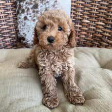 Load image into Gallery viewer, OPAL - Female Toy Cavoodle - Ready Now