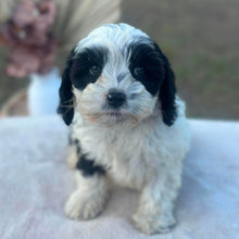 Load image into Gallery viewer, OPAL - Female Toy Cavoodle - Ready 6th July