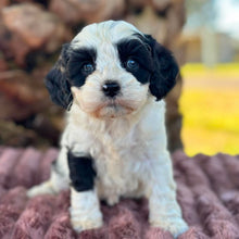 Load image into Gallery viewer, OPAL - Female Toy Cavoodle - Ready 6th July