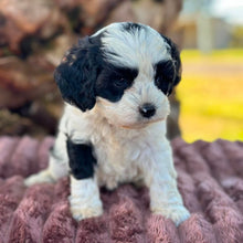 Load image into Gallery viewer, OPAL - Female Toy Cavoodle - Ready 6th July