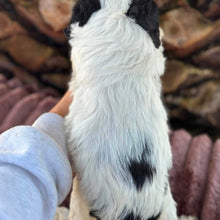 Load image into Gallery viewer, OPAL - Female Toy Cavoodle - Ready 6th July