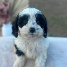 Load image into Gallery viewer, OPAL - Female Toy Cavoodle - Ready 6th July