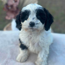 Load image into Gallery viewer, OPAL - Female Toy Cavoodle - Ready 6th July