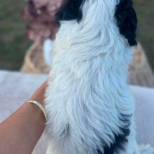 Load image into Gallery viewer, OPAL - Female Toy Cavoodle - Ready 6th July