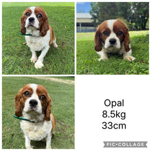 Load image into Gallery viewer, OCEAN - Female Toy Cavoodle - Ready 26th May