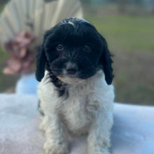 Load image into Gallery viewer, ORIANA - Female Toy Cavoodle - Ready Now