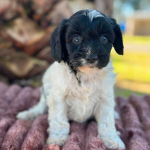Load image into Gallery viewer, ORIANA - Female Toy Cavoodle - Ready 6th July