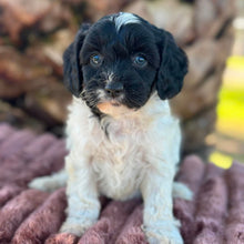 Load image into Gallery viewer, ORIANA - Female Toy Cavoodle - Ready 6th July
