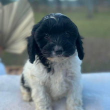 Load image into Gallery viewer, ORIANA - Female Toy Cavoodle - Ready Now