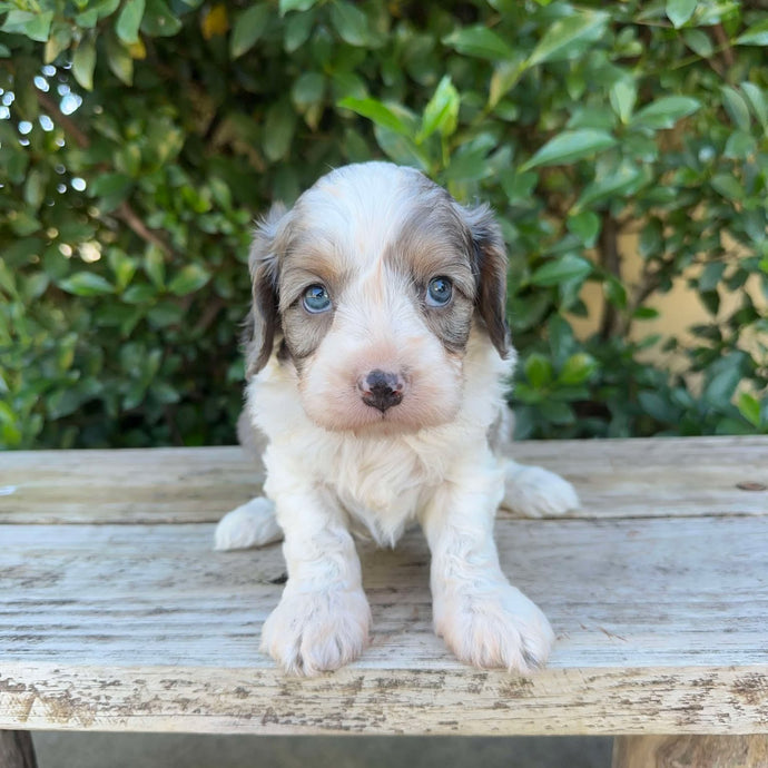 OSCAR - Male Toy Cavoodle - Ready 20th May