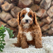 Load image into Gallery viewer, OTIS - Male Toy Cavoodle - Ready 26th May