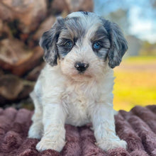 Load image into Gallery viewer, OTTIE - Female Toy Cavoodle - Ready 6th July