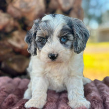 Load image into Gallery viewer, OTTIE - Female Toy Cavoodle - Ready 6th July