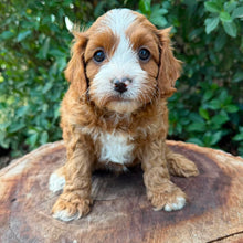 Load image into Gallery viewer, OTIS - Male Toy Cavoodle - Ready 26th May