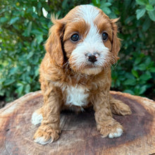 Load image into Gallery viewer, OTIS - Male Toy Cavoodle - Ready 26th May