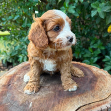 Load image into Gallery viewer, OTIS - Male Toy Cavoodle - Ready 26th May