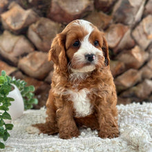 Load image into Gallery viewer, OTIS - Male Toy Cavoodle - Ready 26th May