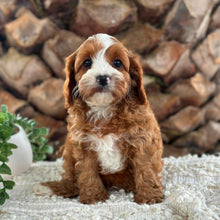 Load image into Gallery viewer, OTIS - Male Toy Cavoodle - Ready 26th May
