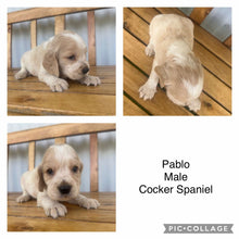 Load image into Gallery viewer, PABLO - Male Cocker Spaniel - Ready 4th Feb