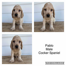 Load image into Gallery viewer, PABLO - Male Cocker Spaniel - Ready 4th Feb