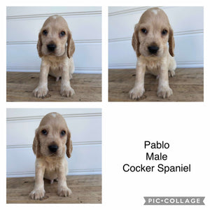 PABLO - Male Cocker Spaniel - Ready 4th Feb