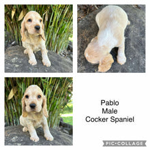 Load image into Gallery viewer, PABLO - Male Cocker Spaniel - Ready 4th Feb