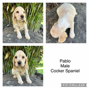 PABLO - Male Cocker Spaniel - Ready 4th Feb