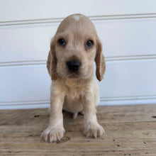 Load image into Gallery viewer, PABLO - Male Cocker Spaniel - Ready 4th Feb