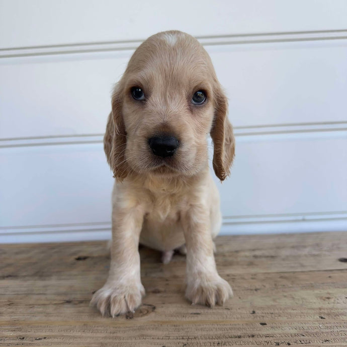 PABLO - Male Cocker Spaniel - Ready 4th Feb