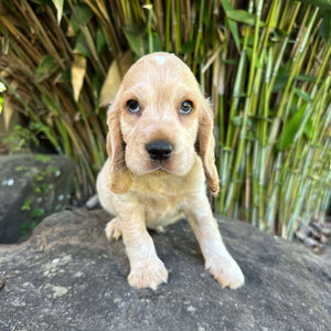 PABLO - Male Cocker Spaniel - Ready 4th Feb