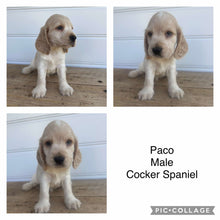 Load image into Gallery viewer, PACO - Male Cocker Spaniel - Ready 4th Feb