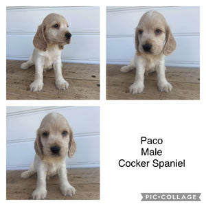 PACO - Male Cocker Spaniel - Ready 4th Feb