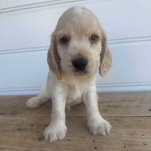 Load image into Gallery viewer, PACO - Male Cocker Spaniel - Ready 4th Feb