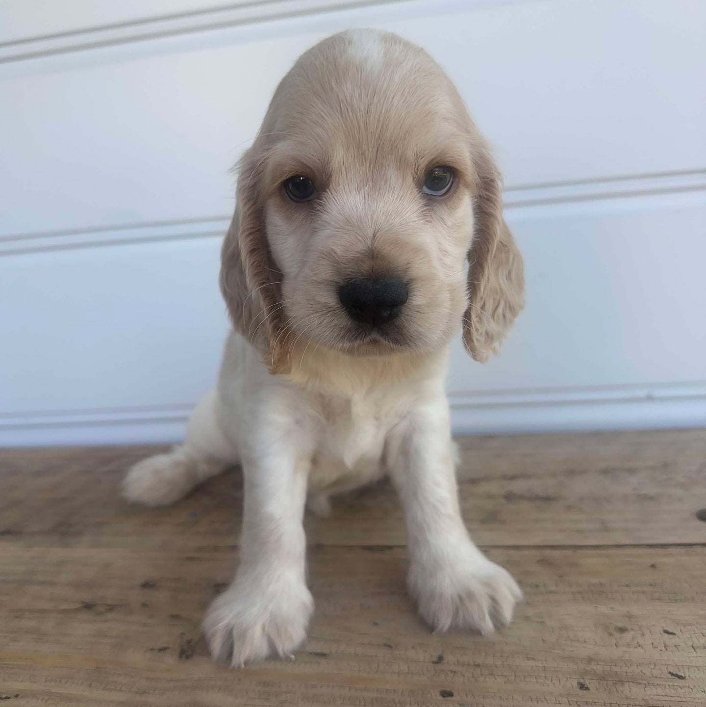 PACO - Male Cocker Spaniel - Ready 4th Feb