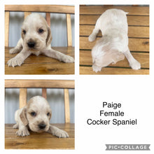 Load image into Gallery viewer, .💗PAIGE - Female Cocker Spaniel - Ready Now💗