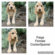 Load image into Gallery viewer, .💗PAIGE - Female Cocker Spaniel - Ready Now💗