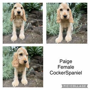 .💗PAIGE - Female Cocker Spaniel - Ready Now💗