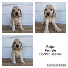 Load image into Gallery viewer, .💗PAIGE - Female Cocker Spaniel - Ready Now💗